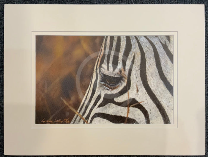 Dramatic Zebra Print By Lyndsey Selley Limited Edition Print