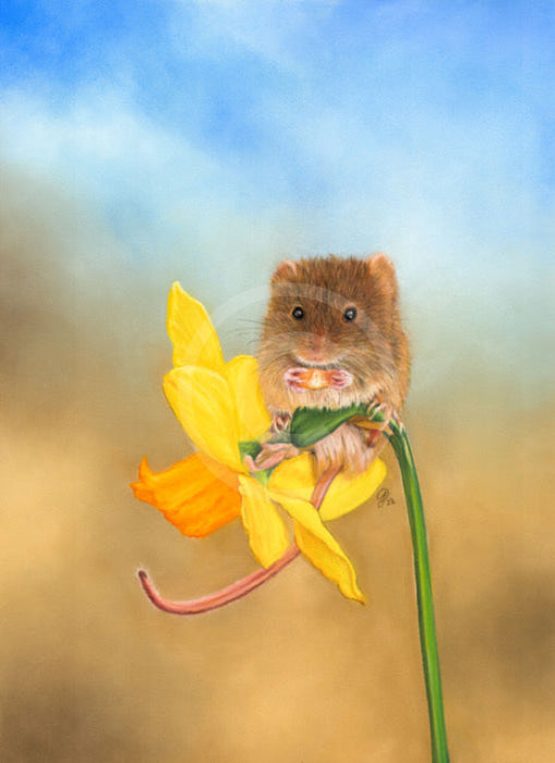 Nibbles (Mouse on Daffodil) by Janine Lees