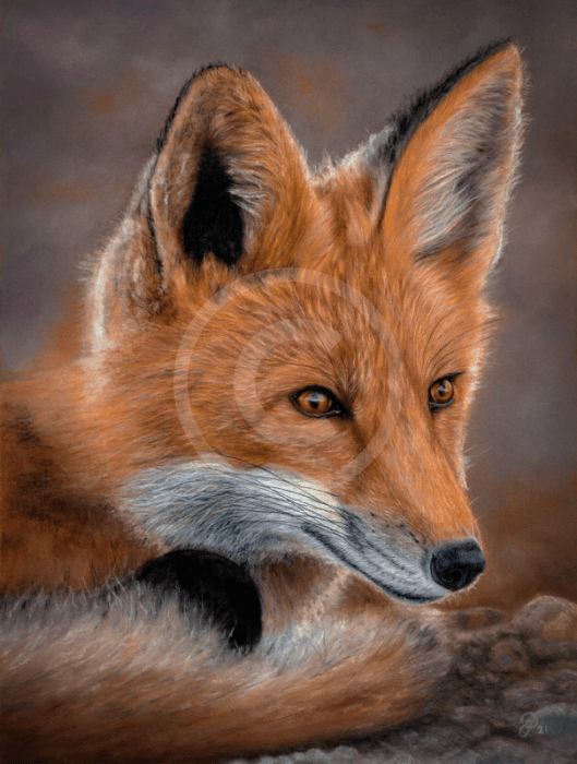 Frieda (Fox) by Janine Lees