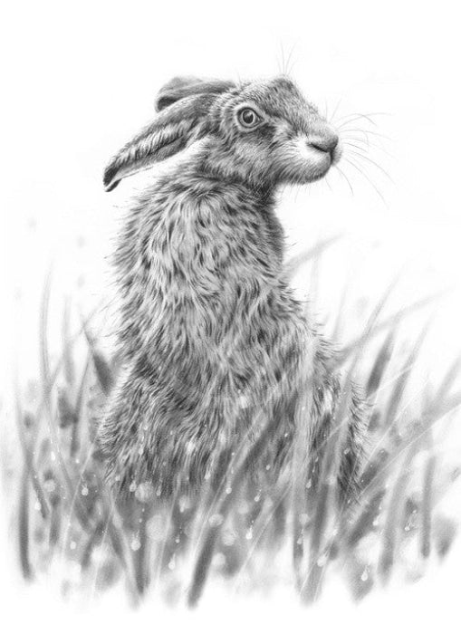 Hare Looking Back By Nolon Stacey