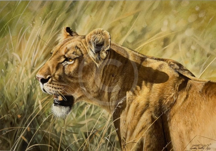 Kenyan Lioness, Limited Edition Wildlife Big Cat Print by Lyndsey Selley