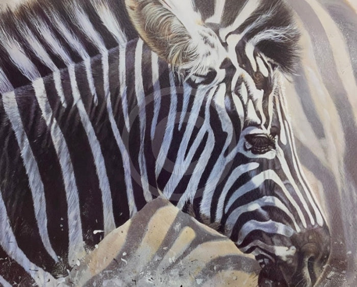 Mix & Match, Zebra Limited Edition Print by Lyndsey Selley