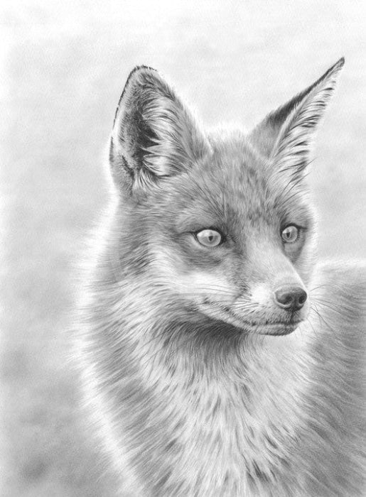 Red Fox By Nolon Stacey