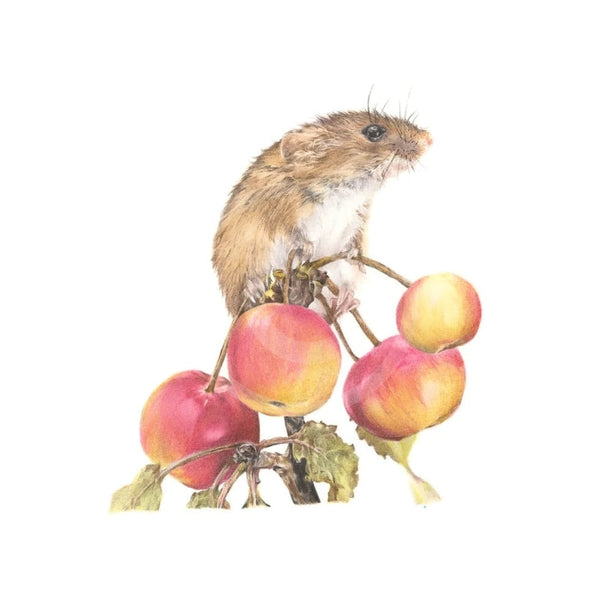 Scrumping, Harvest Mouse on Apple Branch, by Nicola Gillyon