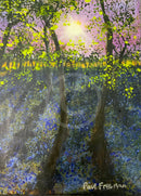 6am Bluebell Wood ORIGINAL by Paul Freeman