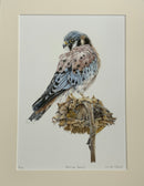 American Beauty, Kestrel — Limited Edition Print by Nicola Gillyon
