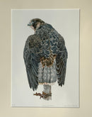Young Wanderer, Bird of Prey — Limited Edition Print by Nicola Gillyon
