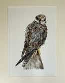 Gormag, Hobby Falcon — Limited Edition Print by Nicola Gillyon