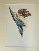 Nut Hacker, Nuthatch — Limited Edition Print by Nicola Gillyon