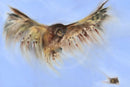 Near Miss by Rosie Smith — landscape wildlife artwork featuring an owl and a mouse