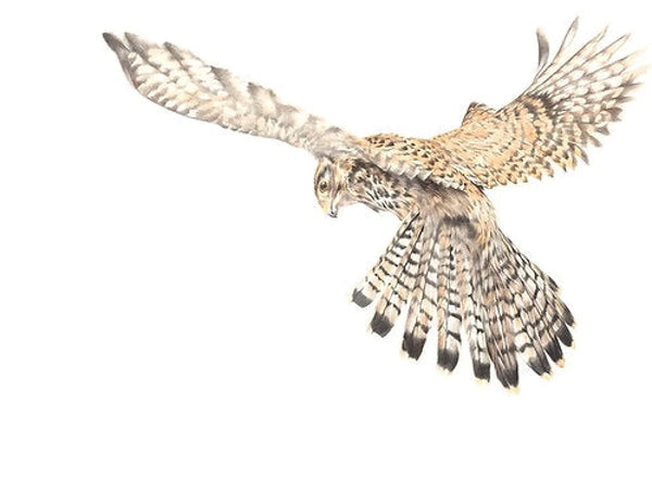 A Bird’s Eye View, Bird of Prey by Nicola Gillyon