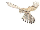 A Bird’s Eye View, Bird of Prey by Nicola Gillyon