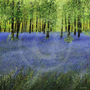 A Carpet of Bluebells GICLEE PRINT by Paul Freeman
