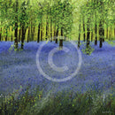 A Carpet of Bluebells GICLEE PRINT by Paul Freeman