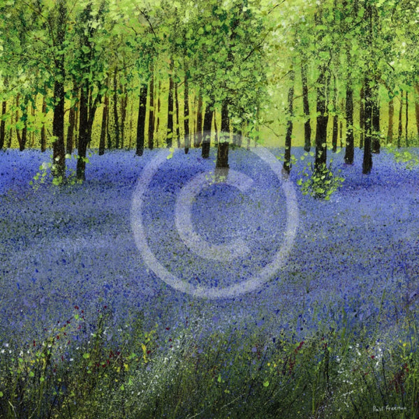 A Carpet of Bluebells GICLEE PRINT by Paul Freeman