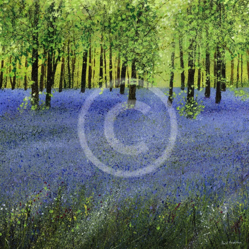 A Carpet of Bluebells GICLEE PRINT by Paul Freeman