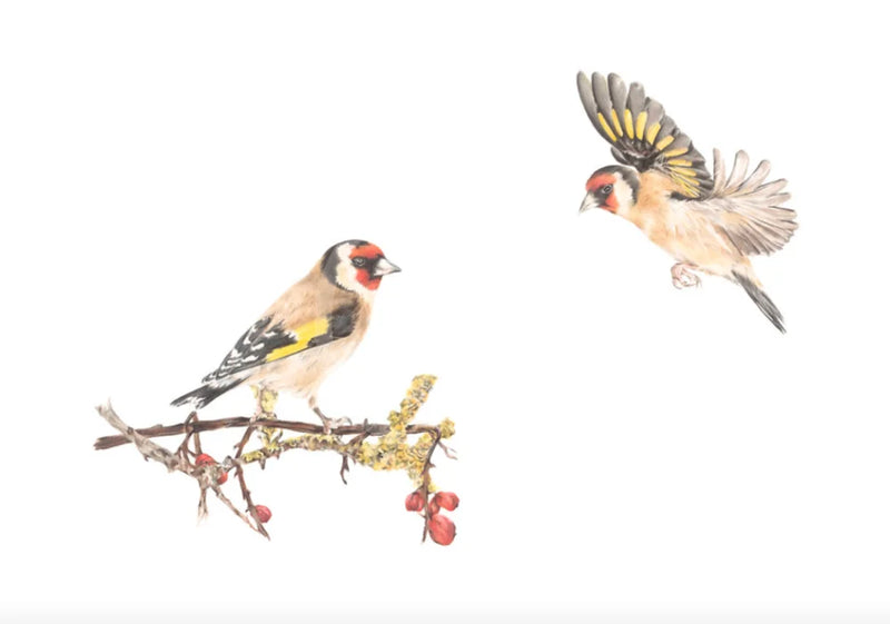 A Couple Of Redcaps by Nicola Gillyon