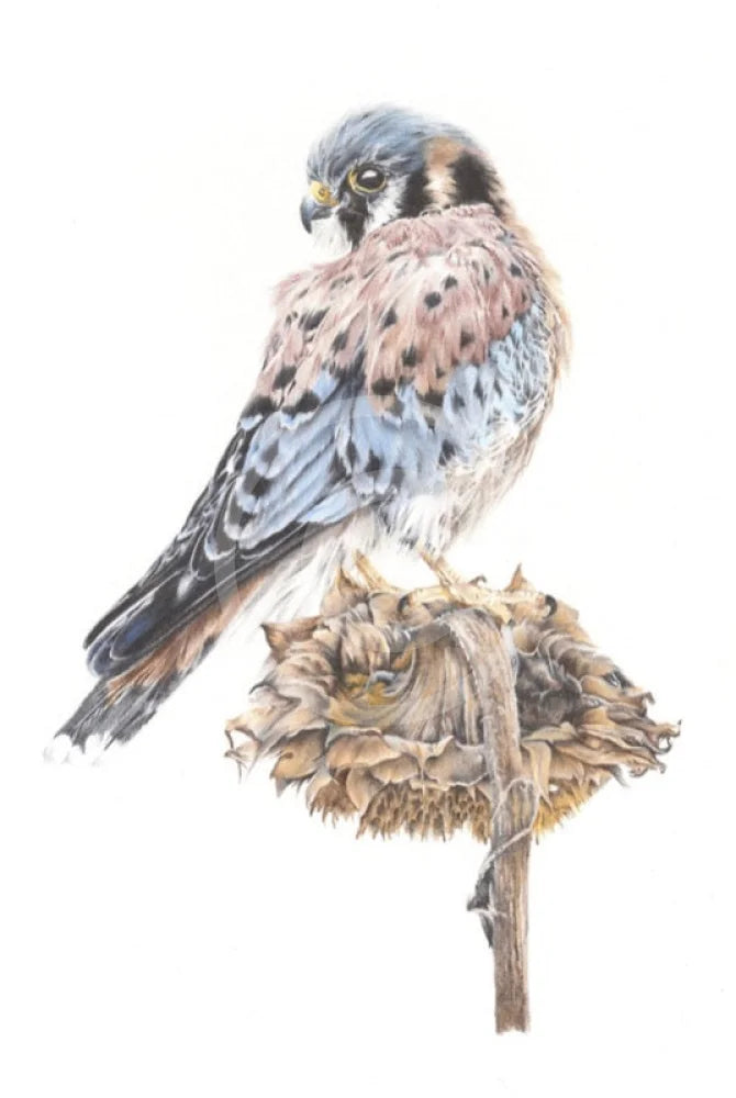 American Beauty, Bird Of Prey by Nicola Gillyon