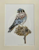 American Beauty Kestrel, Limited Edition Print by Nicola Gillyon - 14 x 11’’