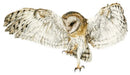 Archimedes Barn Owl, Limited Edition Print by Nicola Gillyon - Limited Edition Print