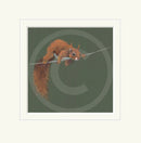 Balancing Act by Nicky Litchfield - Red Squirrel Print