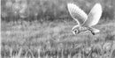 Barn Owl Hunting Ii By Nolon Stacey