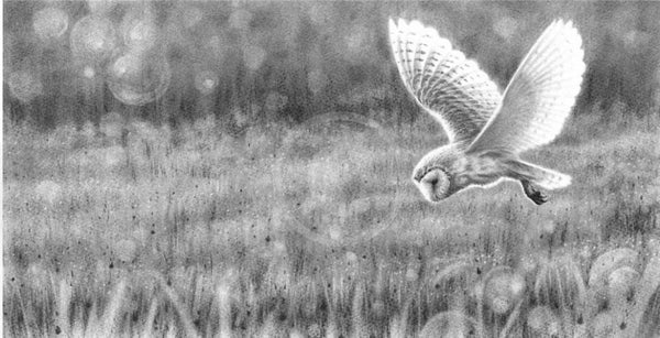 Barn Owl Hunting Ii By Nolon Stacey