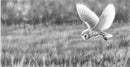 Barn Owl Hunting Ii By Nolon Stacey