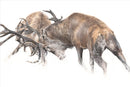 Battle Royal, by Nicola Gillyon
