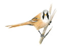 Bearded Tit by Nicola Gillyon - 14 x 11’’ - Limited Edition Print