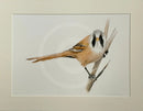 Bearded Tit, Limited Edition Print by Nicola Gillyon - 14 x 11’’ - Limited Edition Print