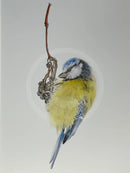 Blue Tit, Limited Edition Print by Nicola Gillyon - 14 x 11’’ - Limited Edition Print