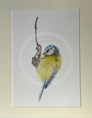 Blue Tit, Limited Edition Print by Nicola Gillyon - 14 x 11’’ - Limited Edition Print