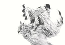 Bubo Bubo (Eagle Owl) by Nicola Gillyon - 14 x 11’’ - Limited Edition Print