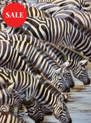 Confusion At The Edge, Limited Edition Zebra Print by Lyndsey Selley