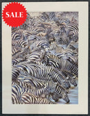 Confusion At The Edge, Limited Edition Zebra Print by Lyndsey Selley