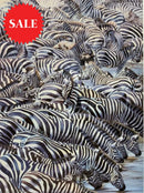 Confusion At The Edge, Limited Edition Zebra Print by Lyndsey Selley