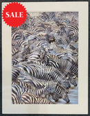 Confusion At The Edge, Limited Edition Zebra Print by Lyndsey Selley