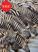 Confusion At The Edge, Limited Edition Zebra Print by Lyndsey Selley