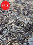 Confusion At The Edge, Limited Edition Zebra Print by Lyndsey Selley