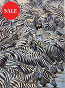 Confusion At The Edge, Limited Edition Zebra Print by Lyndsey Selley