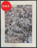 Confusion At The Edge, Limited Edition Zebra Print by Lyndsey Selley