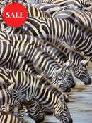 Confusion At The Edge, Limited Edition Zebra Print by Lyndsey Selley