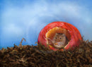 Cora (Mouse in Apple) by Janine Lees