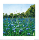 Cornflower Meadow, Floral Landscape Print by Siobhan McEvoy