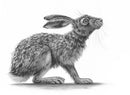 Crouching Hare II by Nolon Stacey
