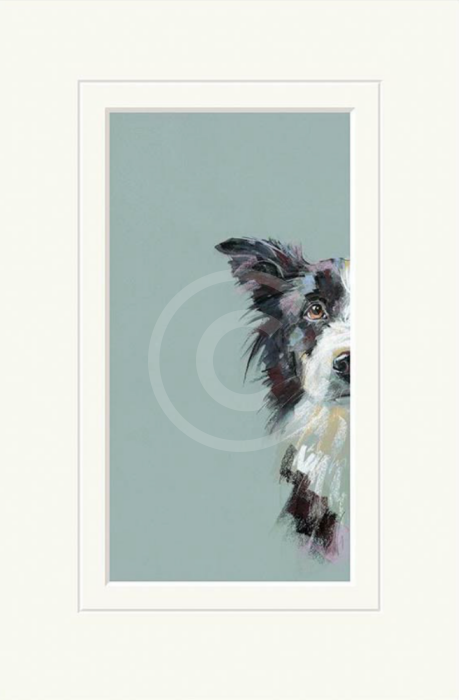 Curious Collie by Nicky Litchfield