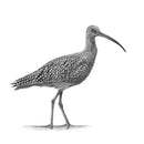 Curlew II by Nolon Stacey