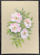 Dog Roses by Natalja Olejnicka — miniature mixed media botanical painting of a spray of dog roses with soft blush-pink petals, golden centres and serrated leaves on olive green toned paper

