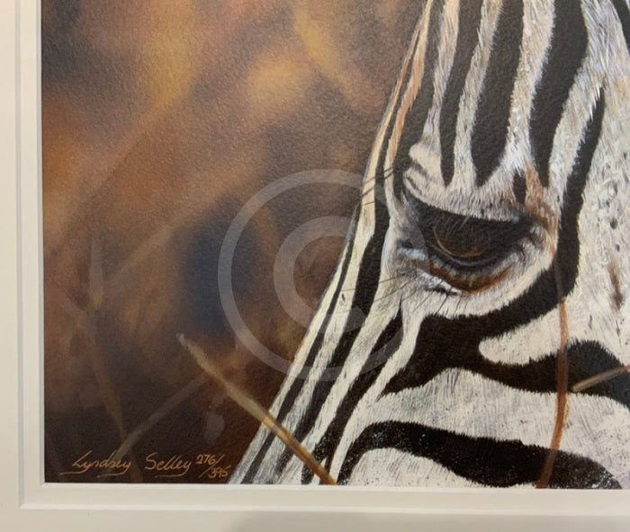 Dramatic, Zebra print by Lyndsey Selley Limited Edition Print